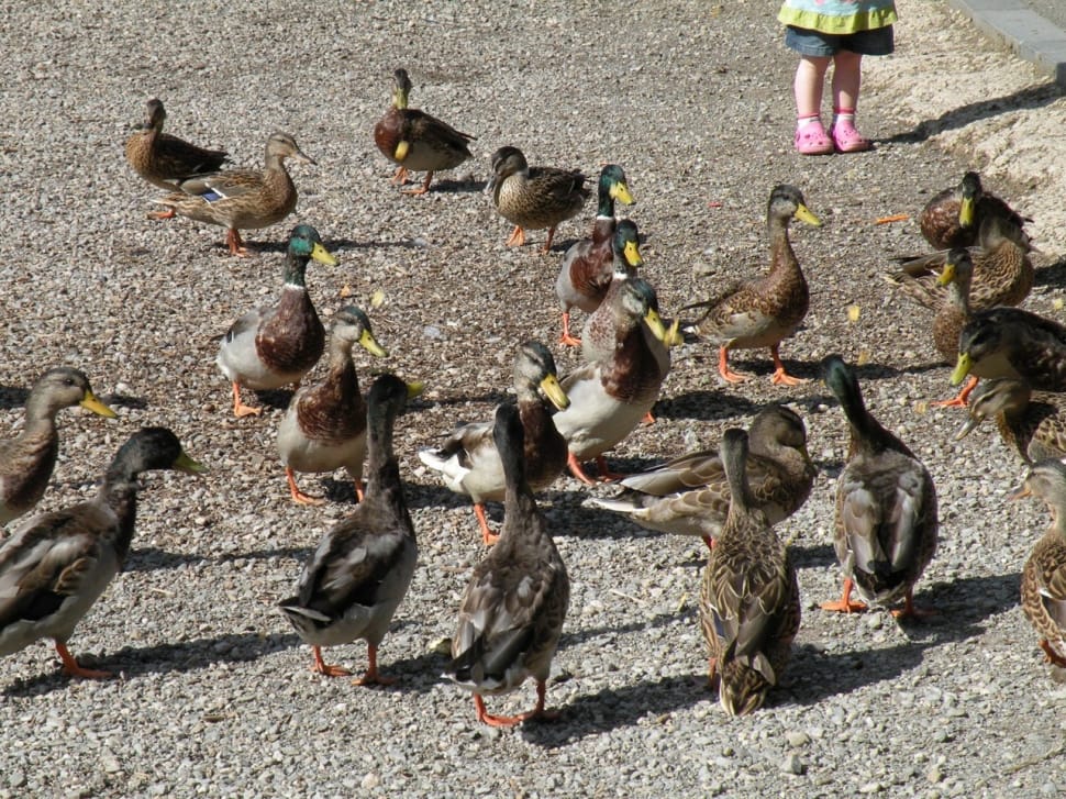 flocks of ducks preview