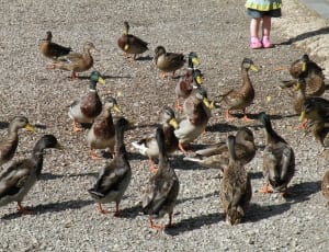 flocks of ducks thumbnail