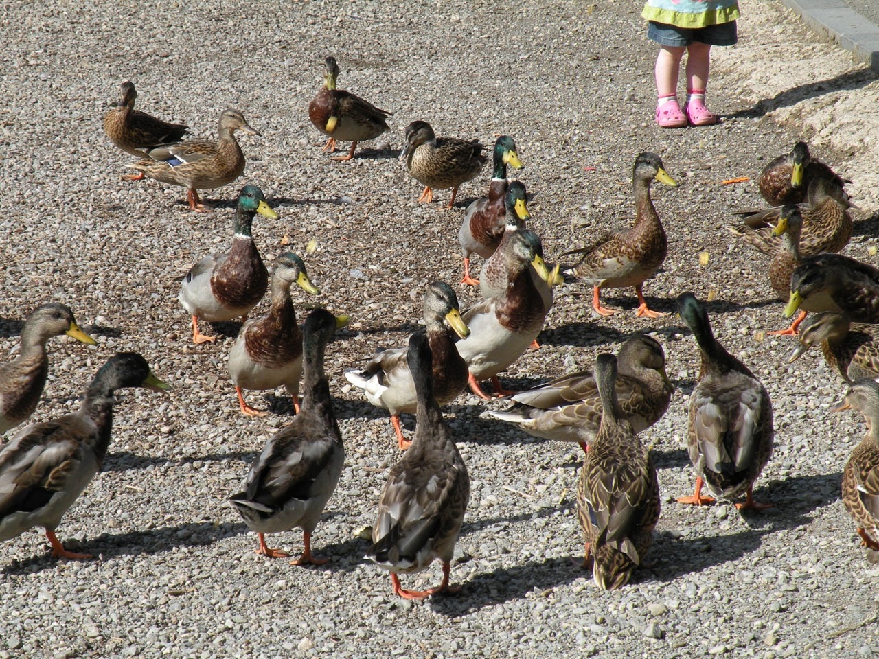 flocks of ducks