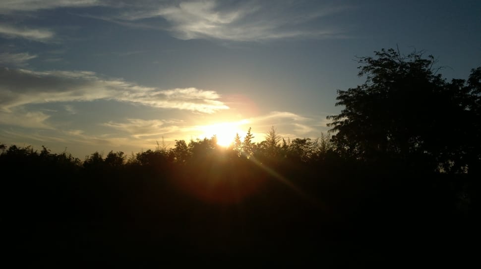 silhouette of trees preview
