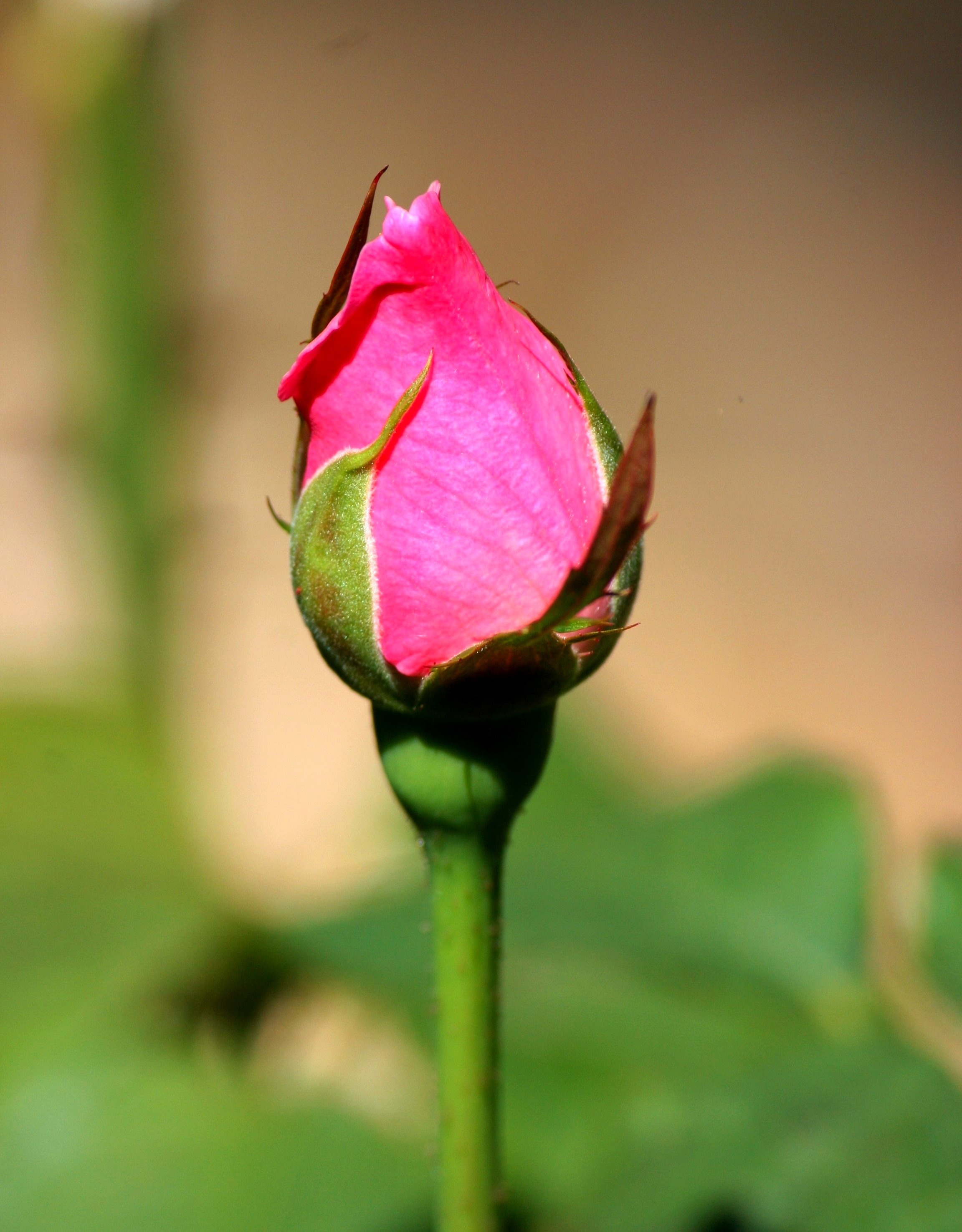 Цветок нераспустившаяся роза