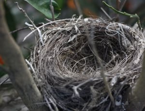 gray bird's nest thumbnail