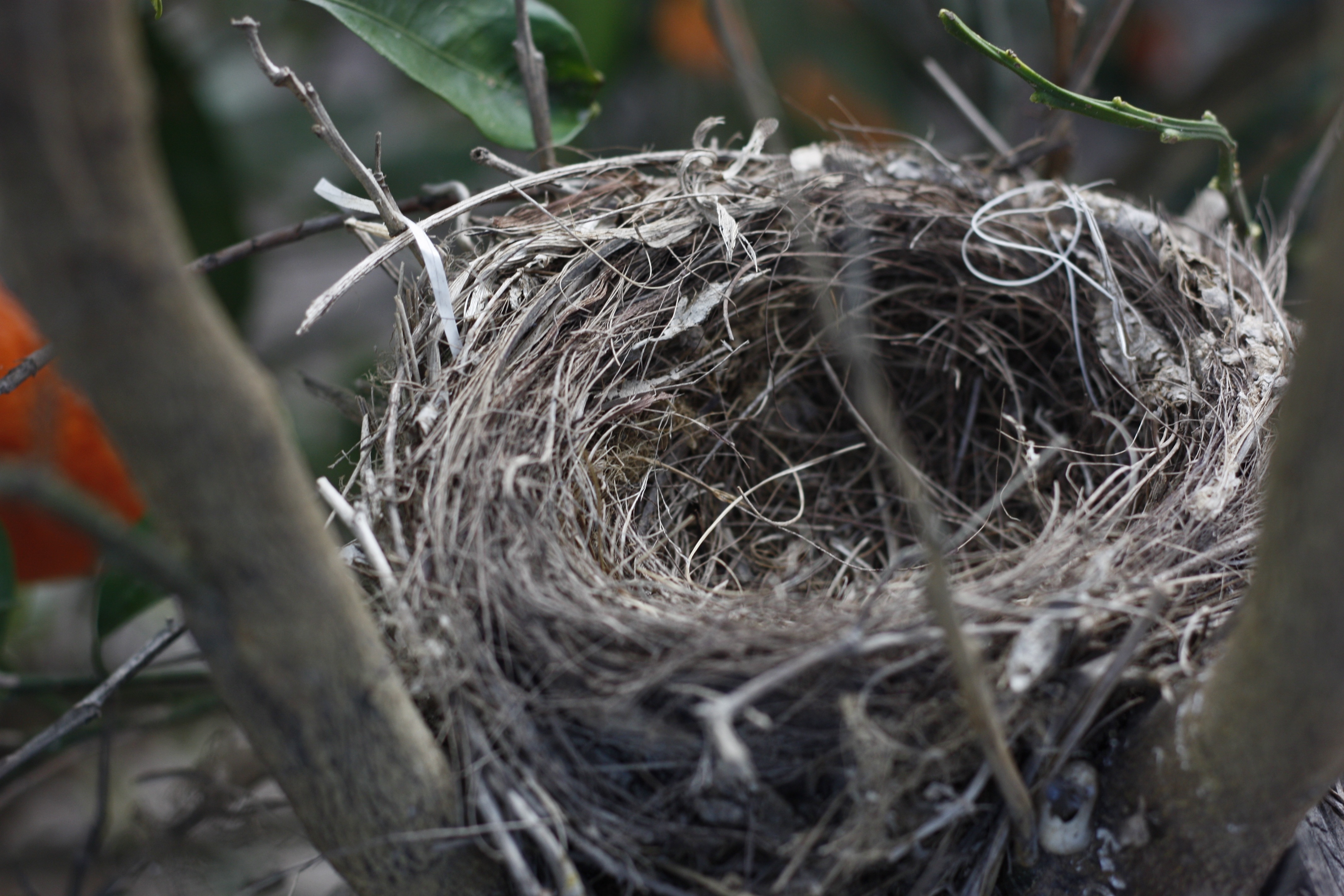gray bird's nest