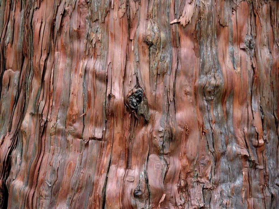 brown wooden tree trunk preview