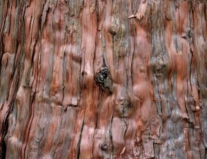 brown wooden tree trunk thumbnail