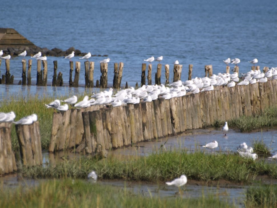 flock of white birds perched on brown wooden beach fence preview