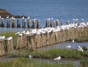 flock of white birds perched on brown wooden beach fence thumbnail