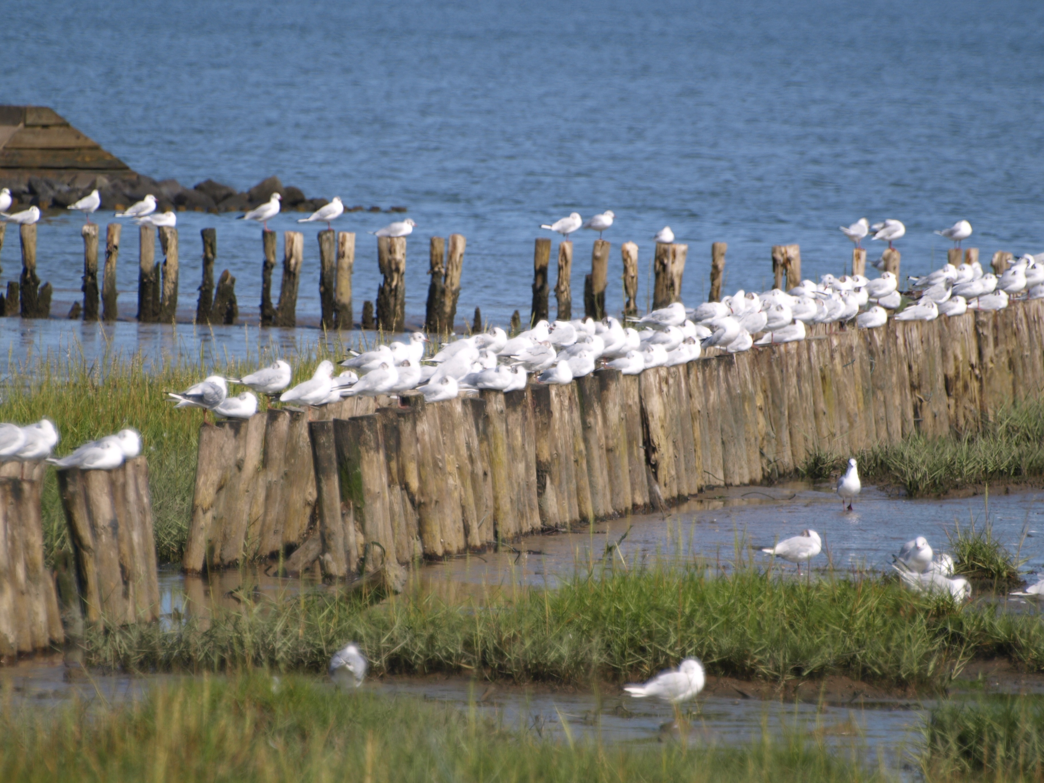 flock of white birds perched on brown wooden beach fence