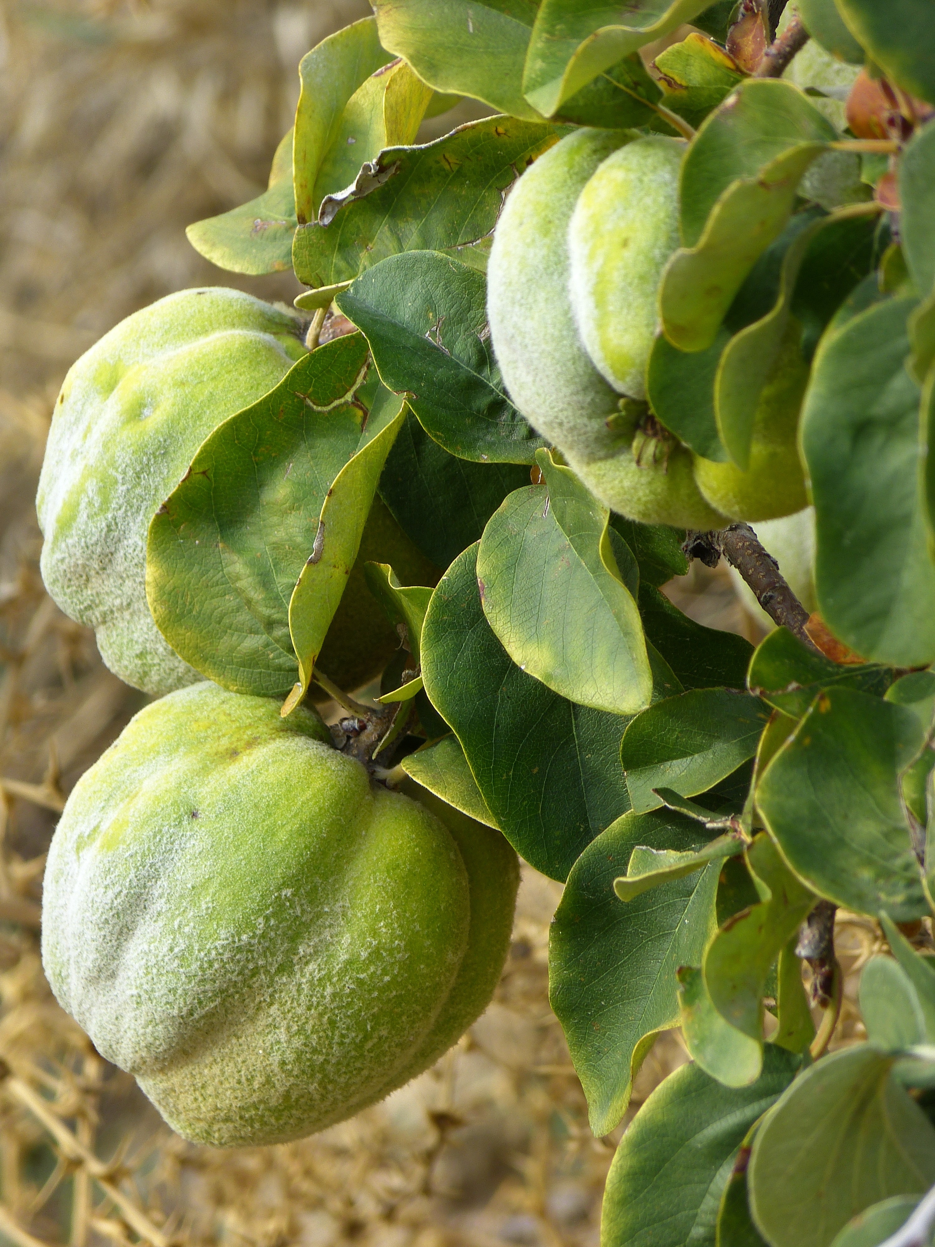 green fruit