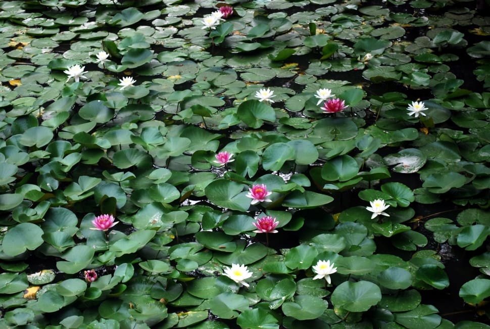 water lily preview