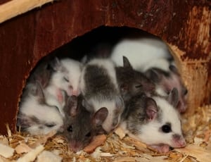 group of mouse thumbnail