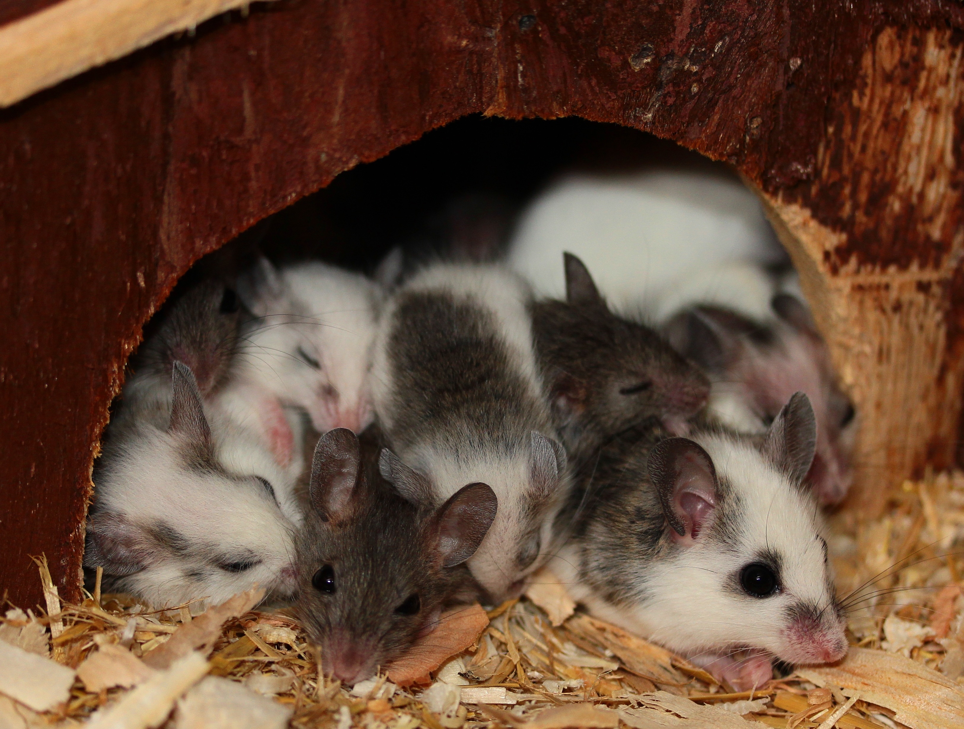 group of mouse