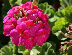 pink multi petaled cluster flower thumbnail
