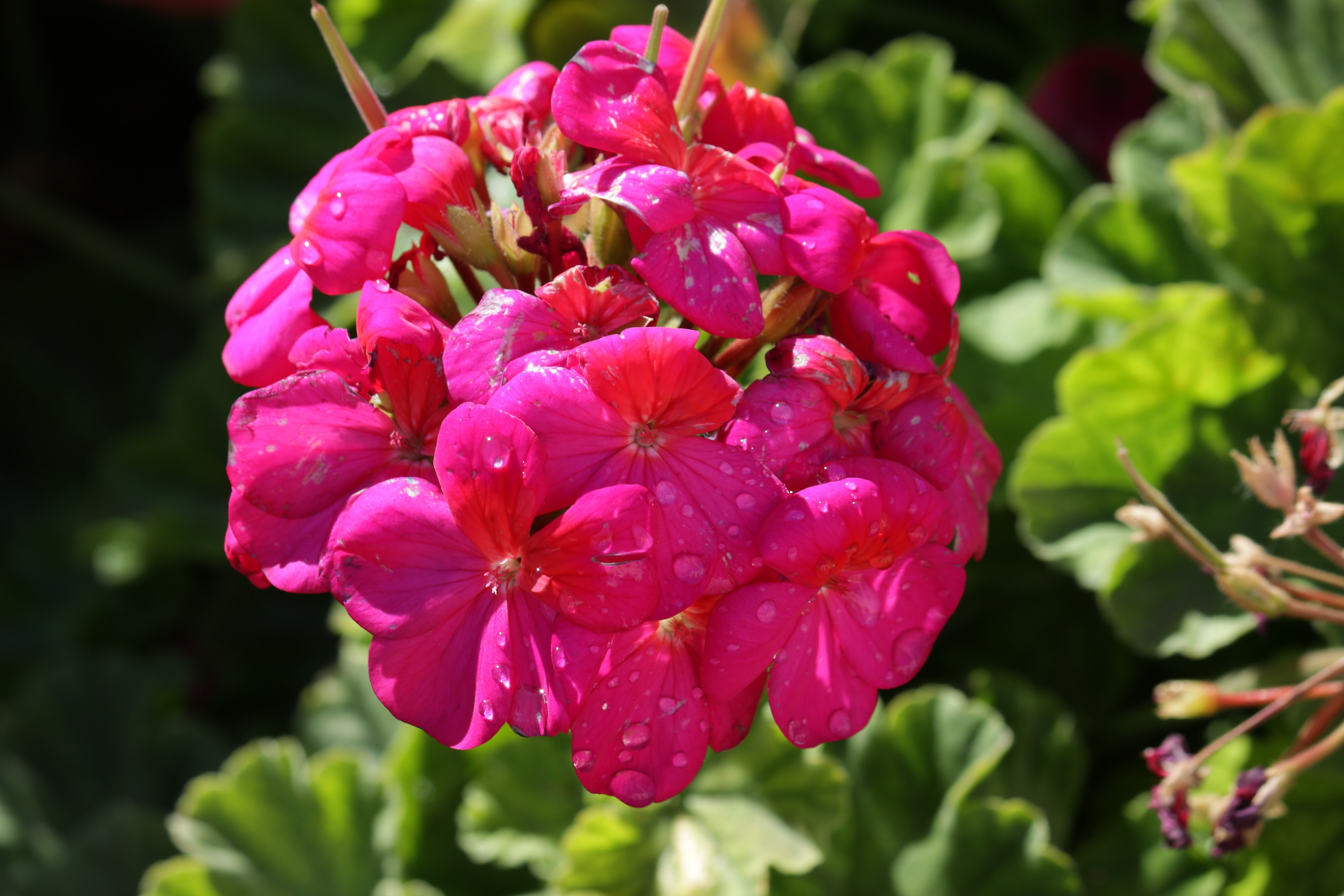 pink multi petaled cluster flower