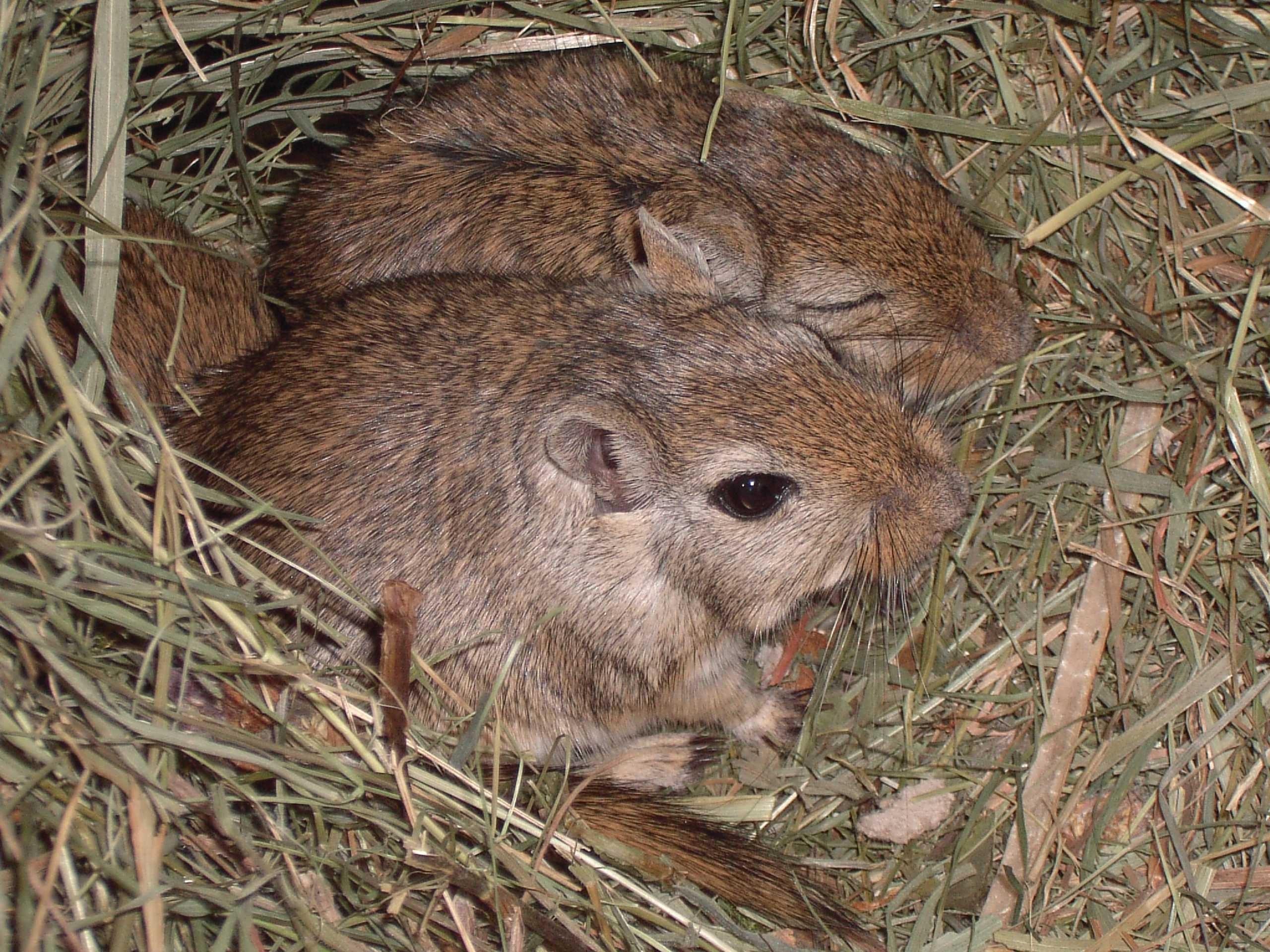 two brown mice
