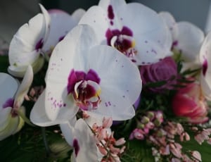 white and purple orchid thumbnail