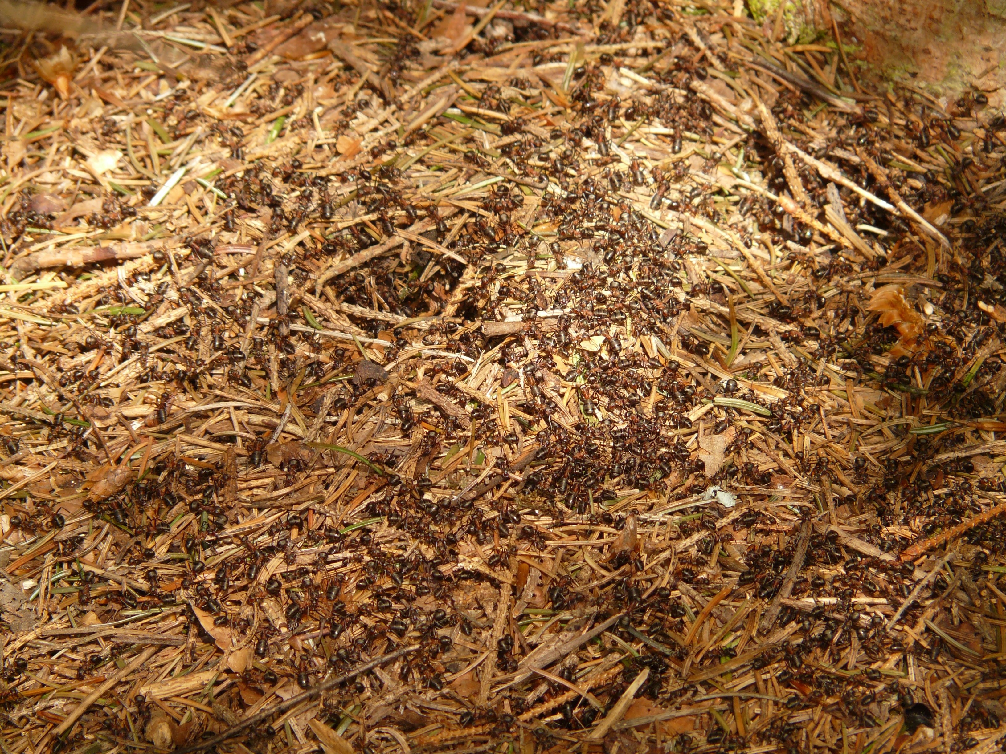 black insects on hay grass