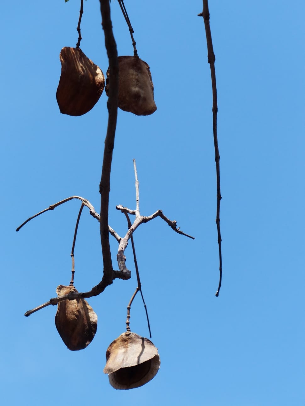 brown tree branch preview