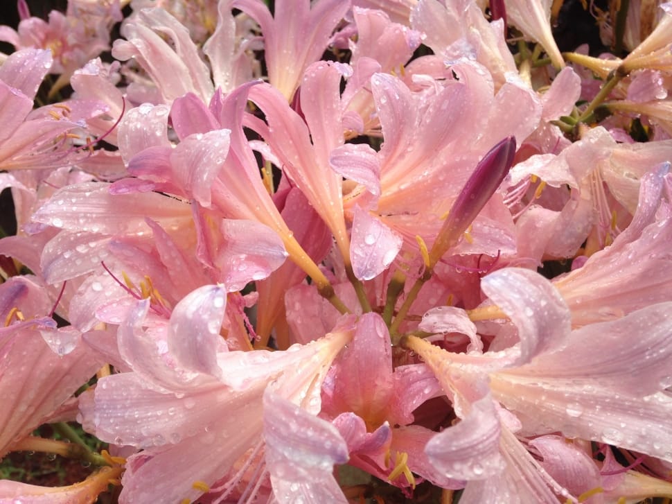 pink lilies preview