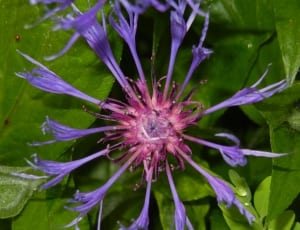 purple cornflower thumbnail