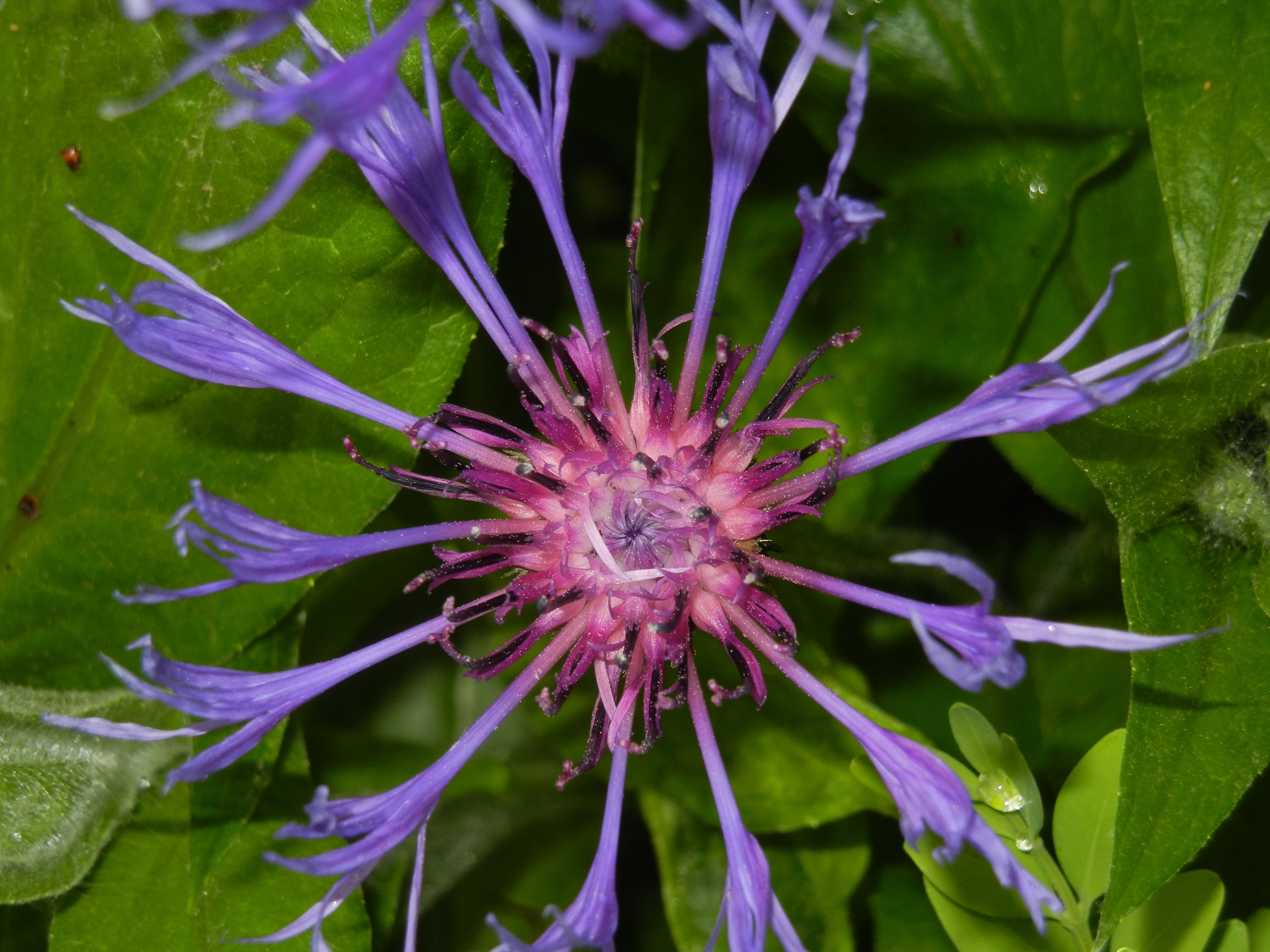 purple cornflower