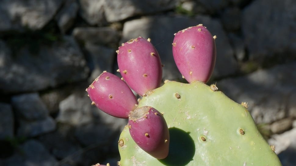 four purple cactus flowers preview