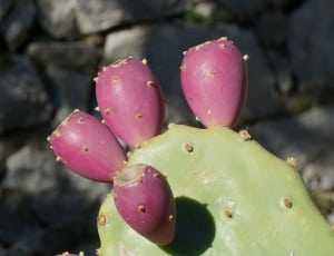 four purple cactus flowers thumbnail
