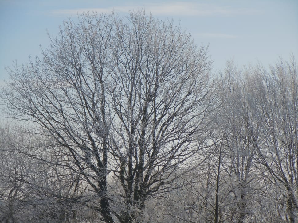 bare trees preview