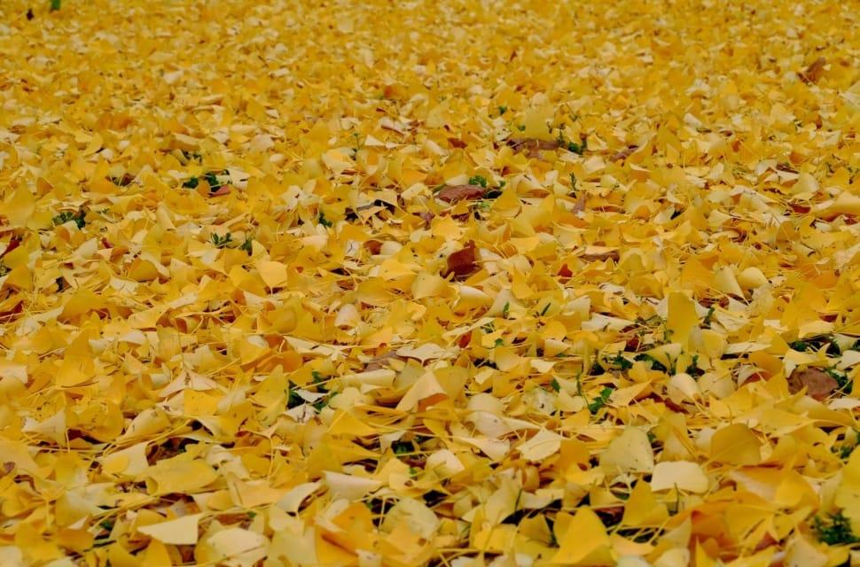 yellow leaf preview