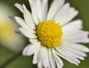 white and yellow daisy flower thumbnail