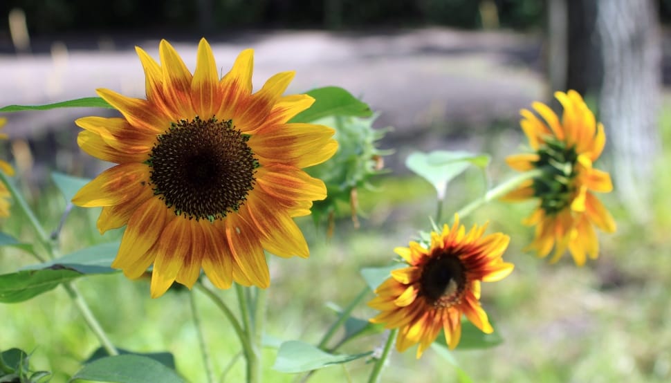 3 sunflower preview