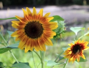 3 sunflower thumbnail