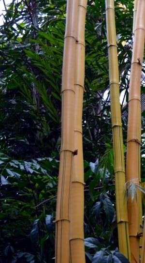 brown bamboo plant thumbnail