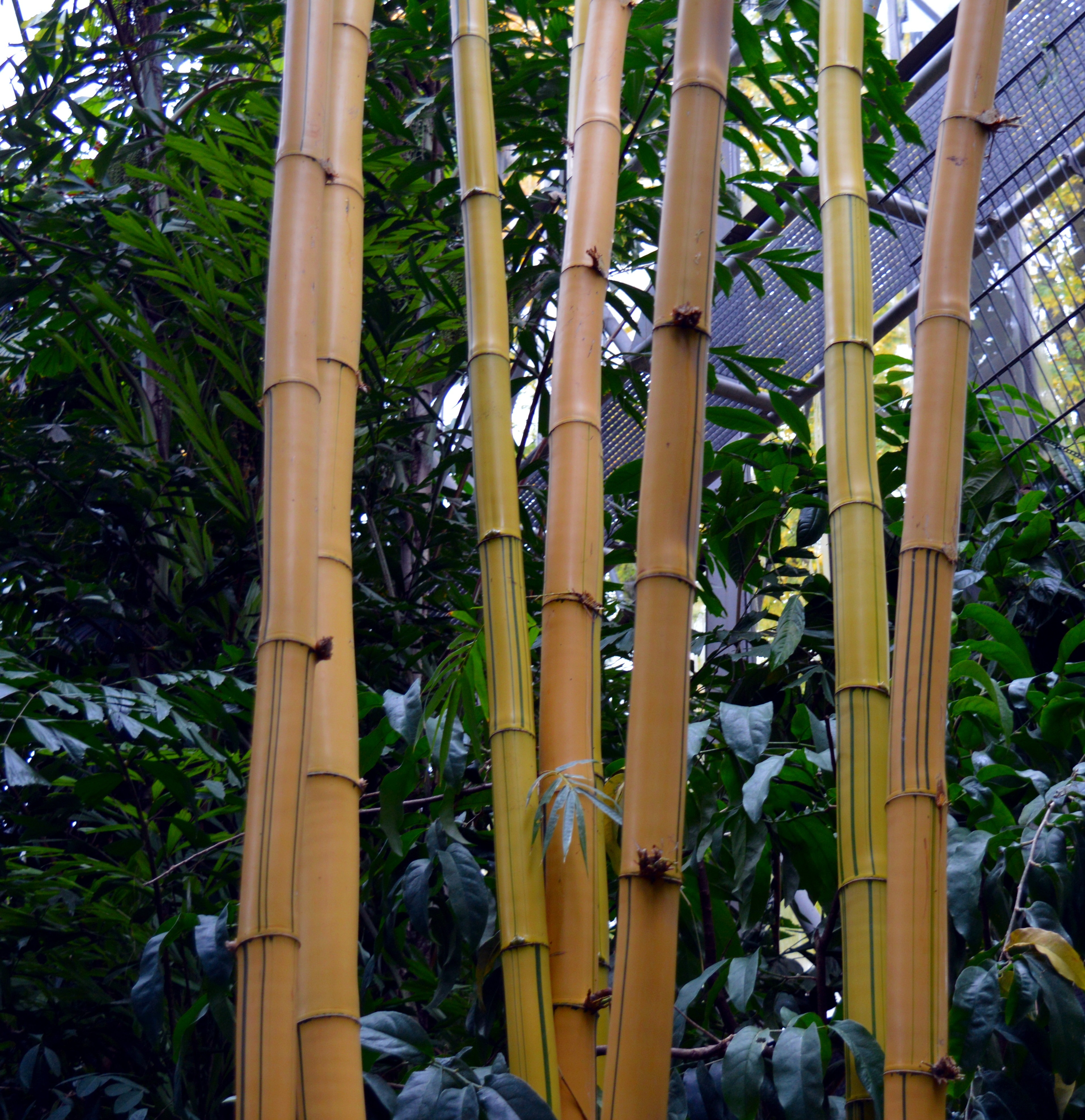 brown bamboo plant
