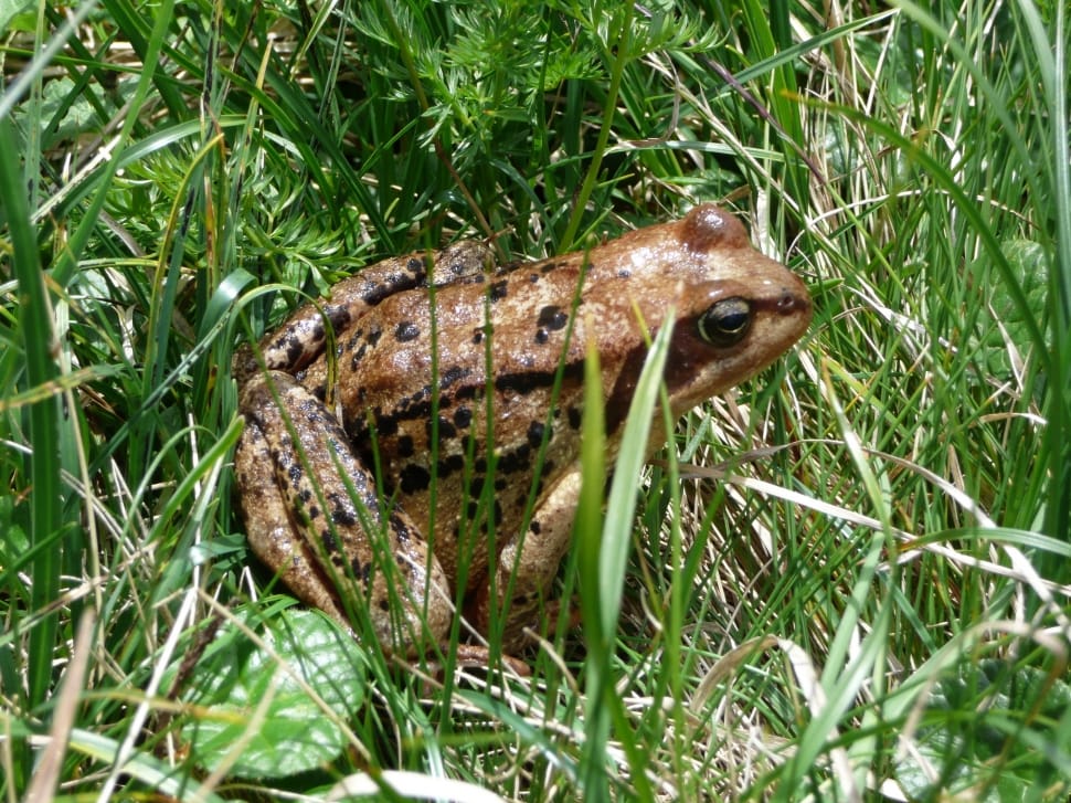 brown black spotted toad preview