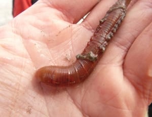 brown earthworm thumbnail
