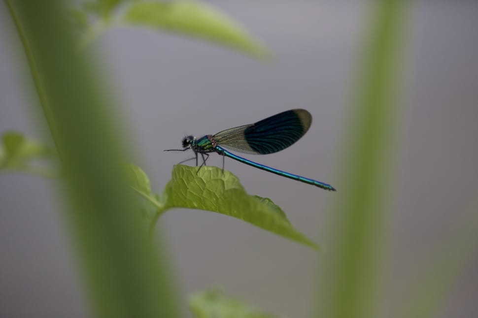 common blue damselfly preview