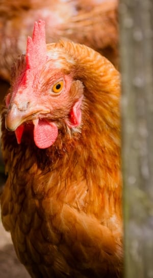 Chicken, Farm, Chicken Farm, Poultry, chicken - bird, livestock thumbnail