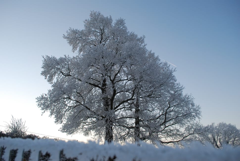 snow covered trees under clear blue sky during daytime preview