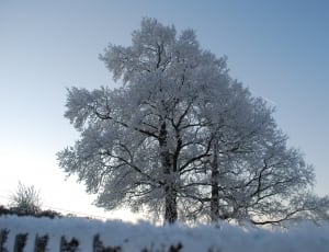snow covered trees under clear blue sky during daytime thumbnail