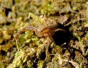 brown and beige spider thumbnail