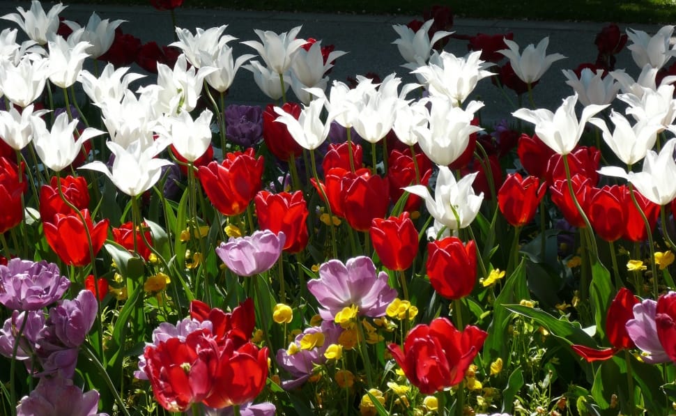 white red and purple tulips preview
