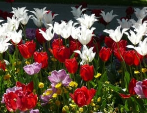 white red and purple tulips thumbnail