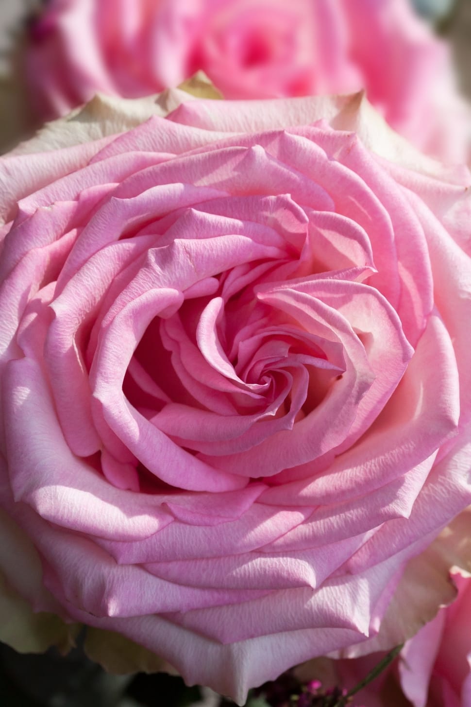 pink rose close up photo preview