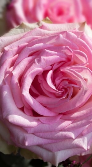 pink rose close up photo thumbnail
