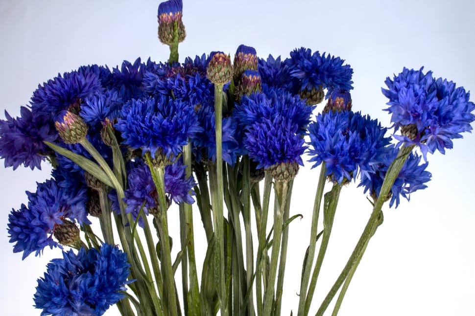 blue cluster petaled flower preview