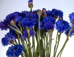 blue cluster petaled flower thumbnail
