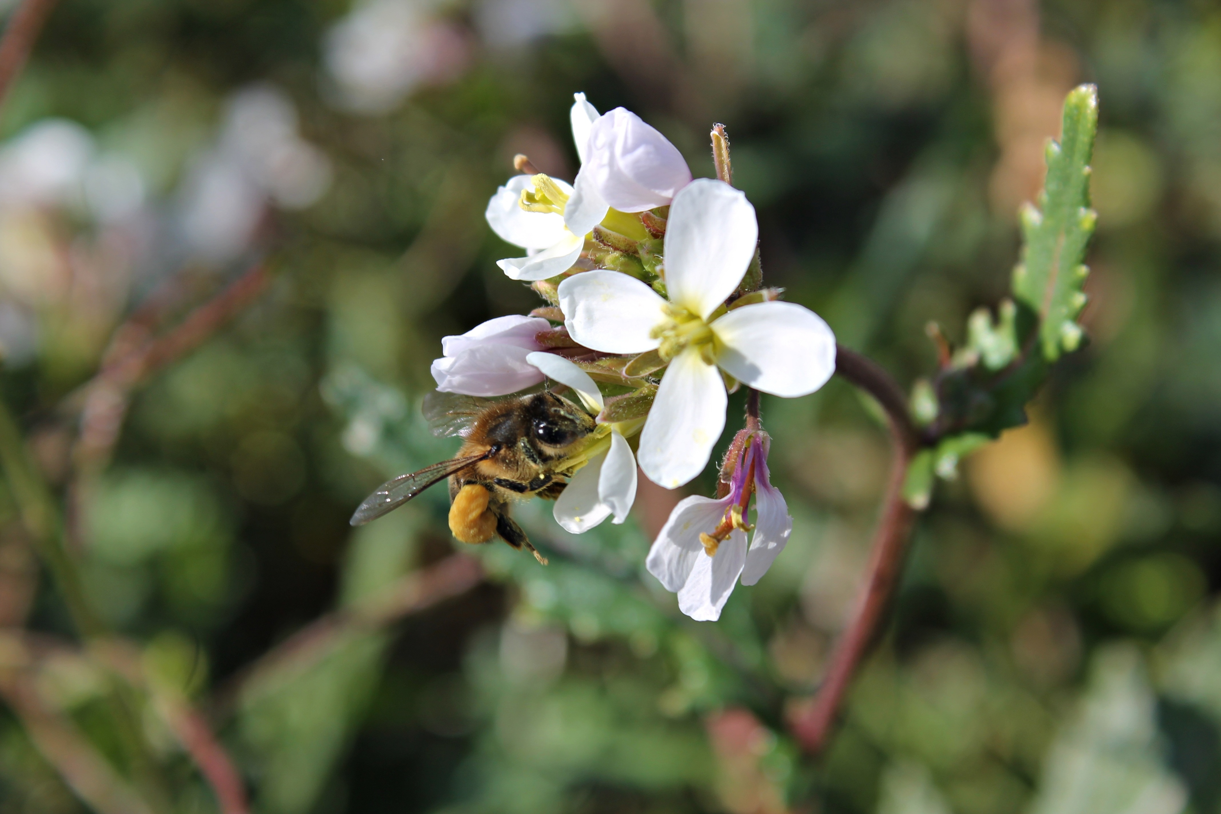 white petal flower with yellow bee