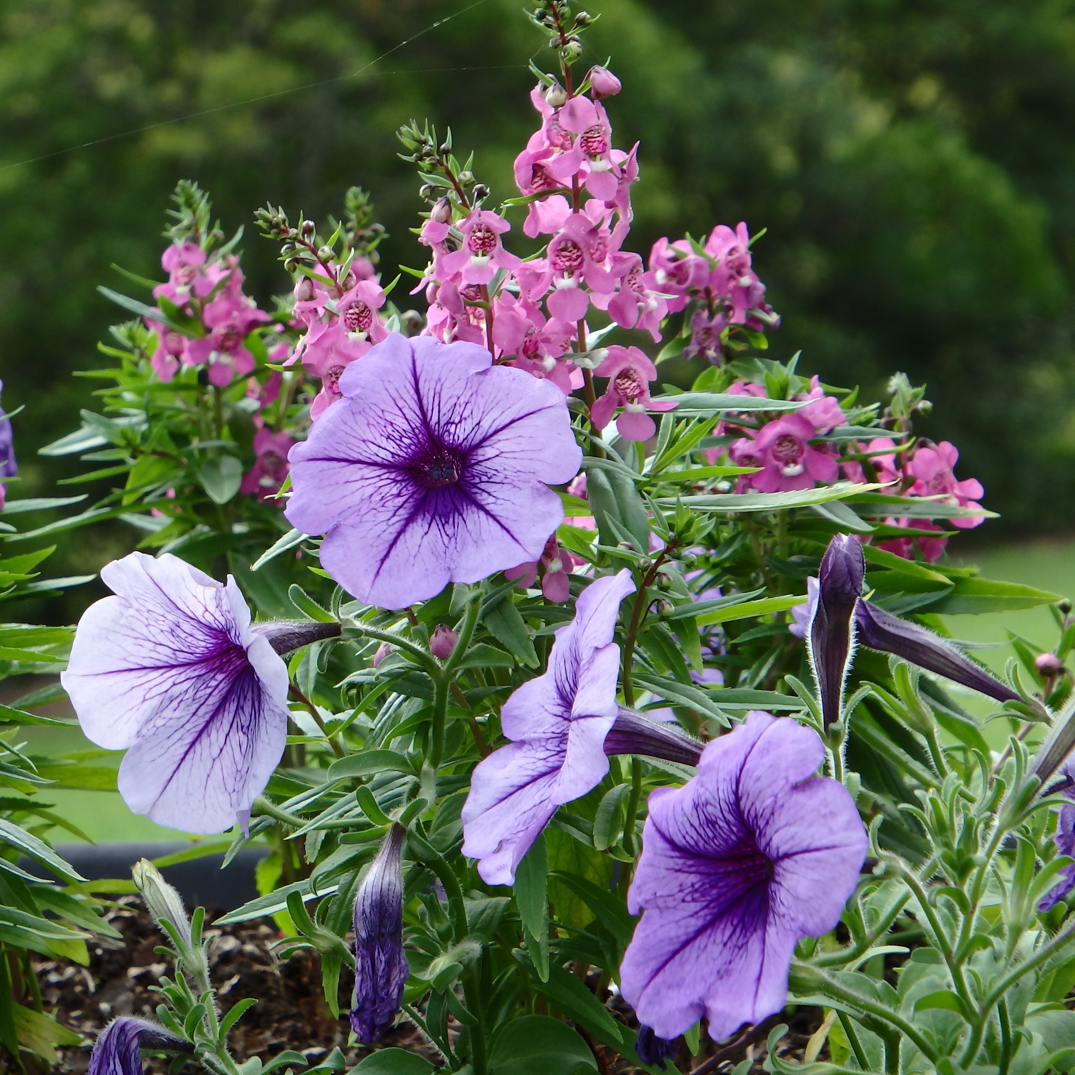 white-and-purple flowers