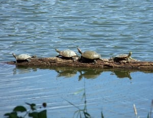 4 turtles thumbnail